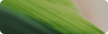 Decorative green leaf pattern