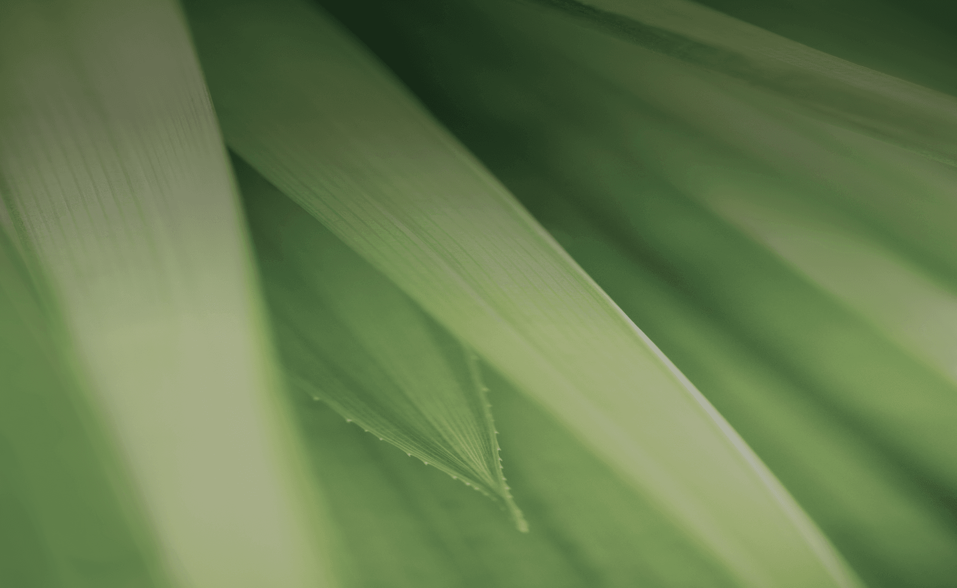 Decorative contact section background pattern